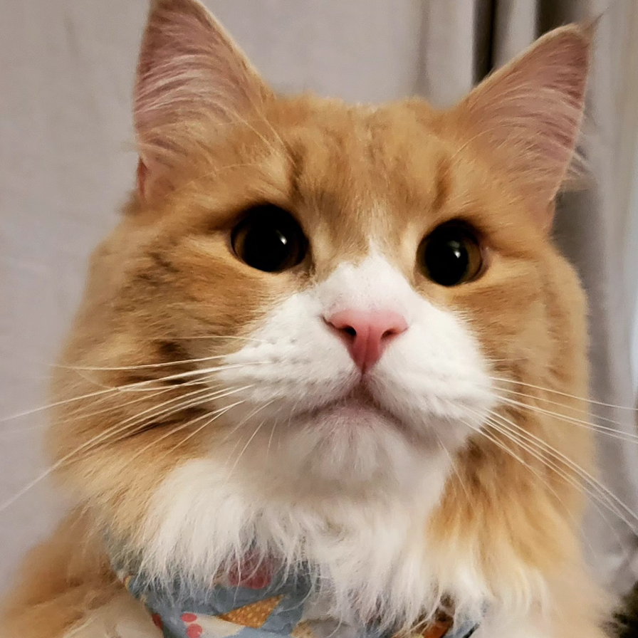 Nilla
